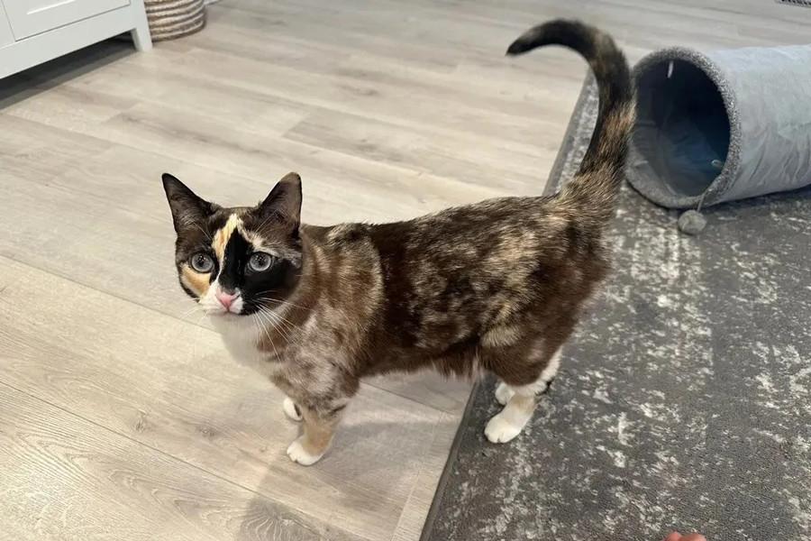 Vô tình bị 'nhốt' trong thùng không đồ ăn, nước uống, con mèo sống sót thần kỳ