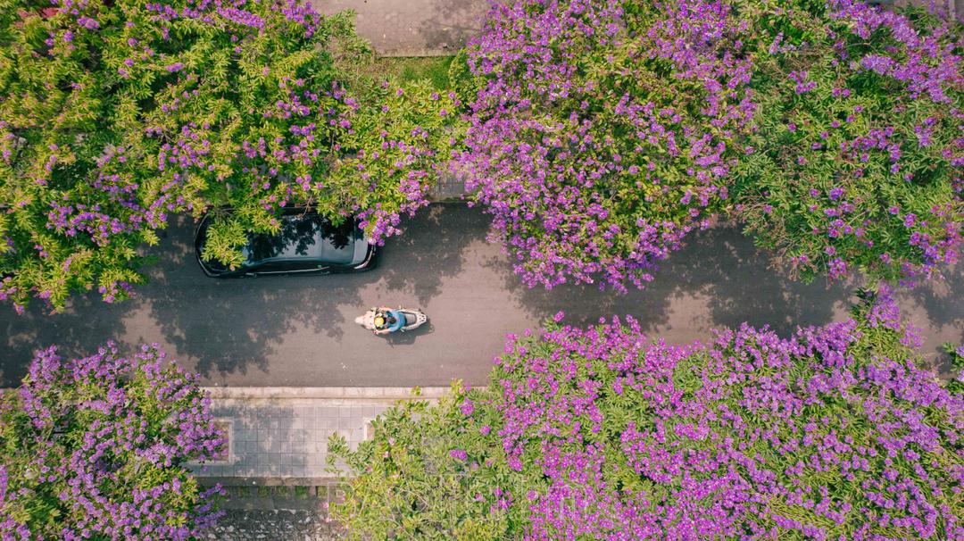 Thành phố Phủ Lý đẹp nao lòng trong sắc tím bằng lăng