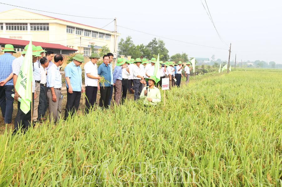 Triển khai sản xuất vụ mùa 2024, vụ đông năm 2024 – 2025