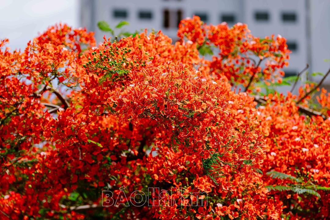 Mùa hoa tuổi học trò