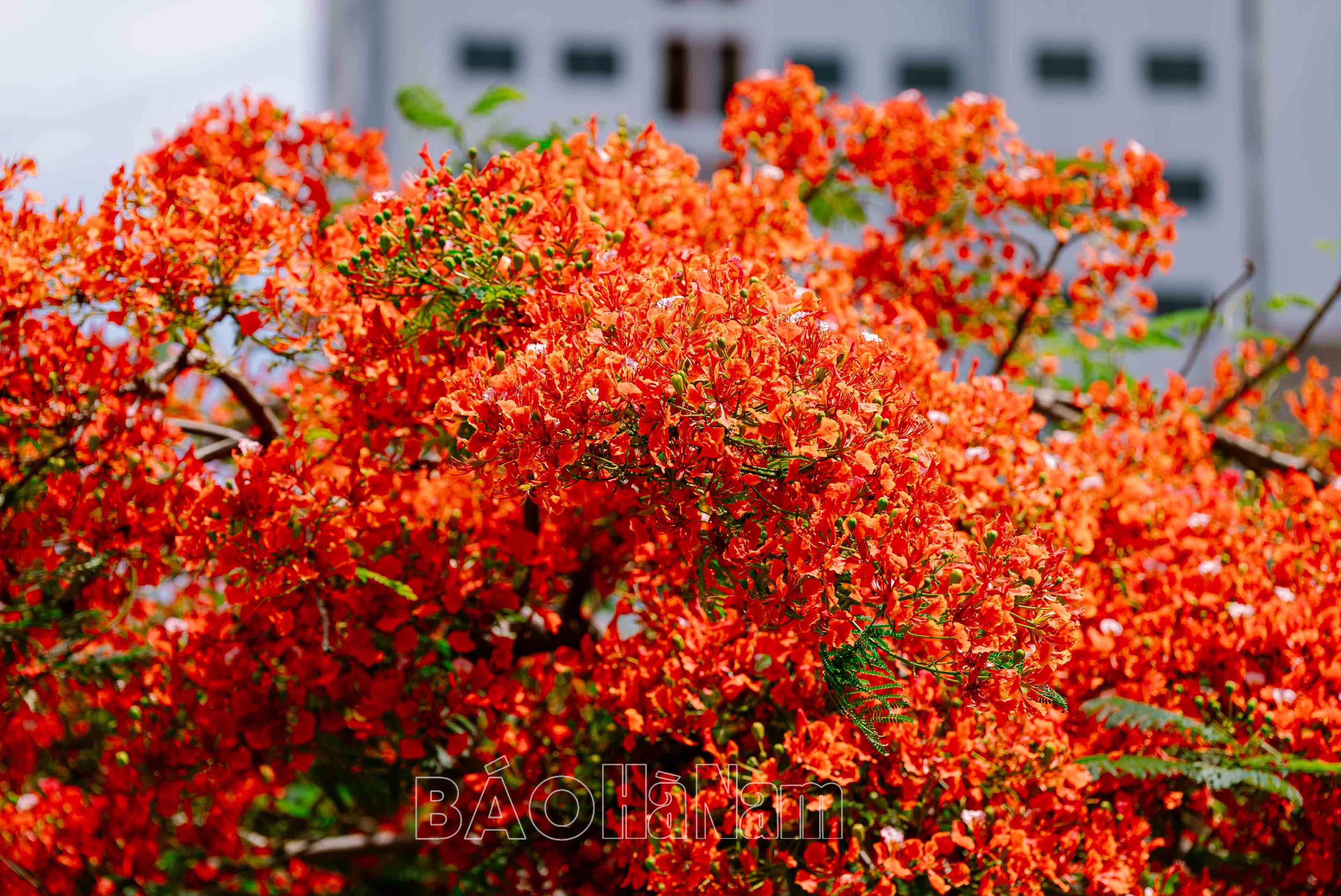 Mùa hoa tuổi học trò