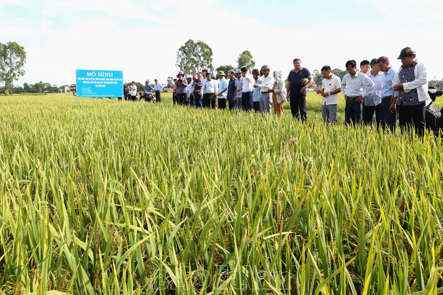 Đánh giá mô hình sản xuất lúa an toàn theo tiêu chuẩn Viet Gap