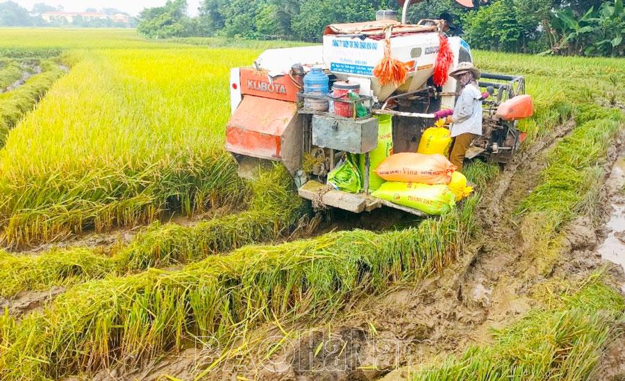 Phủ Lý: trên 80% diện tích lúa xuân đã được thu hoạch