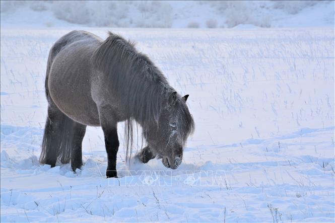 Nga ban bố tình trạng khẩn cấp liên bang ở 10 vùng do giá lạnh