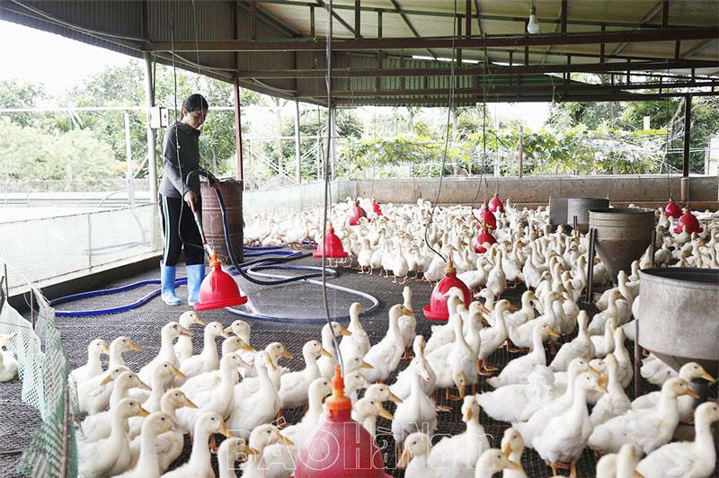 Phát triển chăn nuôi theo hướng an toàn sinh học