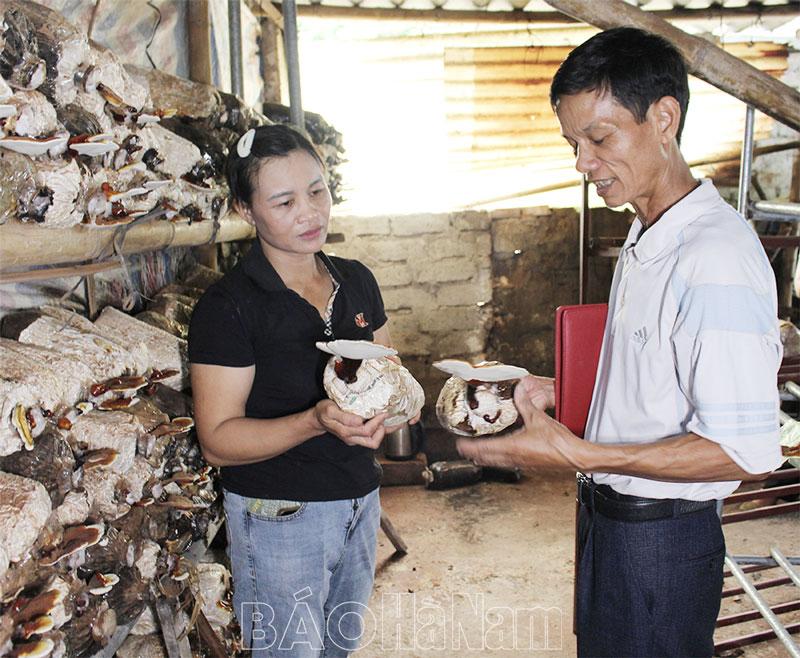 Mô hình trồng nấm linh chi dược liệu ở Liêm Cần