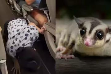 Trung Quốc: hoãn bay để tiếp viên tìm thú cưng của khách bị lạc trên máy bay