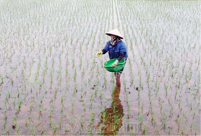 Chủ động phòng, chống các đối tượng dịch hại