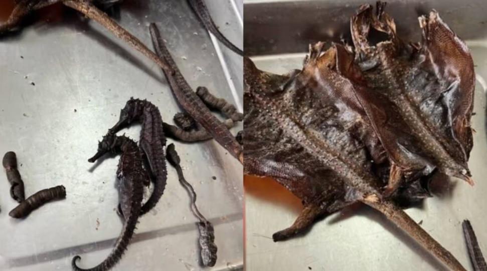 Ngâm rượu chục năm mới phát hiện 'dược liệu quý' toàn là đồ nhựa