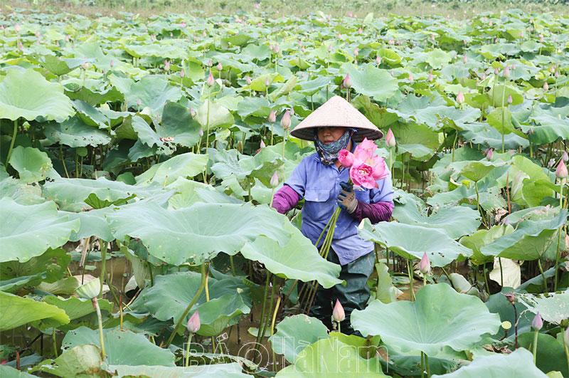 Trồng sen khai thác hoa - Hướng đi mới, hiệu quả cao