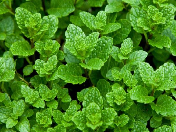 Bạc hà - loại rau thơm có nhiều công dụng đối với sức khỏe người dùng