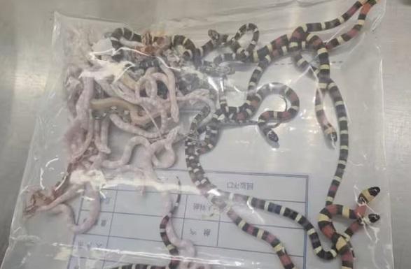 Trung Quốc bắt người đàn ông giấu hơn 100 con rắn sống trong quần