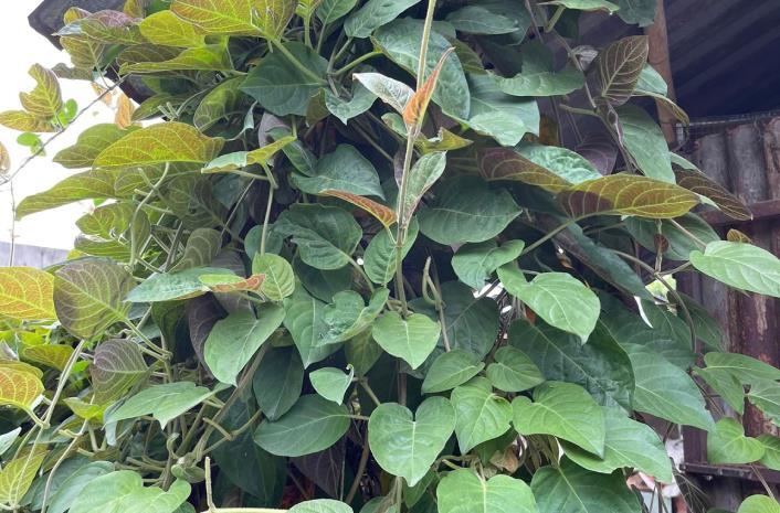 Lá mơ lông dùng tốt cho cơ quan tiêu hóa