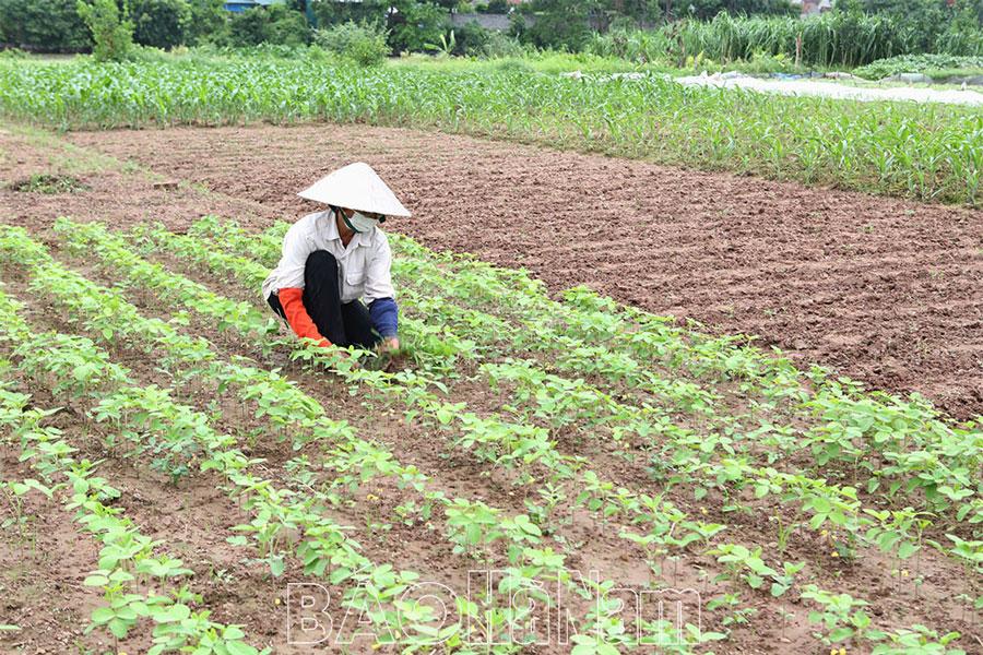 Sản xuất trên vùng đất bãi ven sông Đáy trong mùa lũ