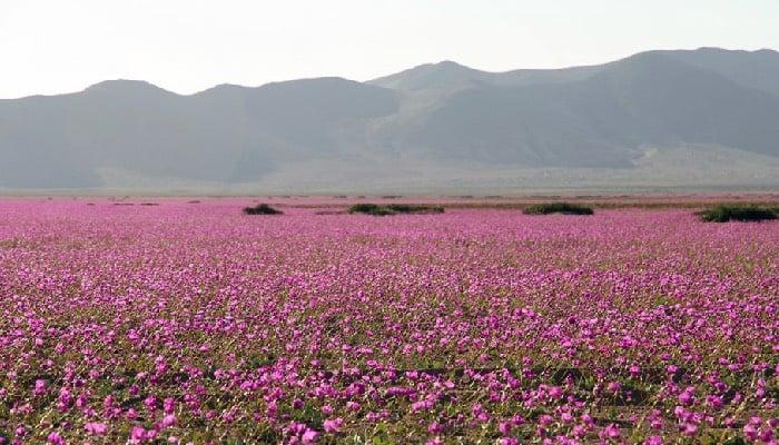 Sắc hoa kỳ diệu trên sa mạc khô cằn Atacama