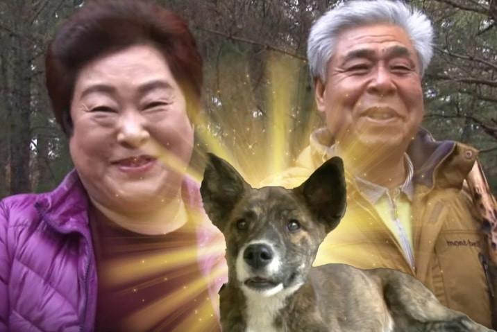 Chủ nhà kinh ngạc khi chú chó bị chôn, 4 ngày sau sống lại quay về nhà