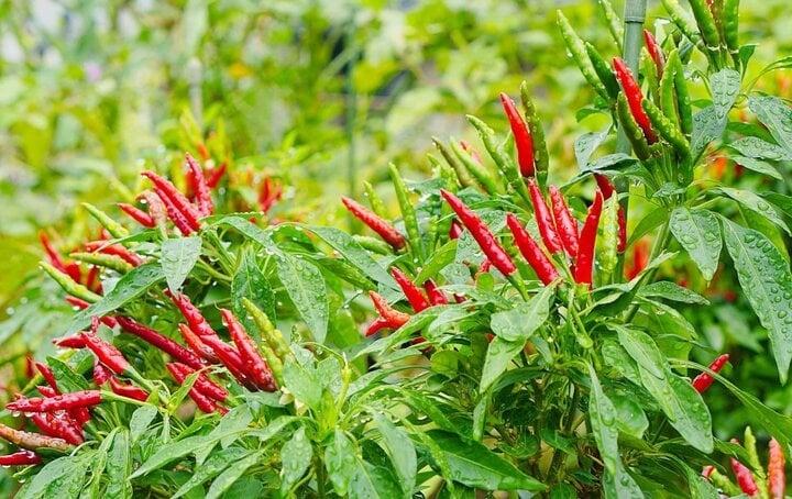 Cách sử dụng ớt đúng tốt cho sức khỏe