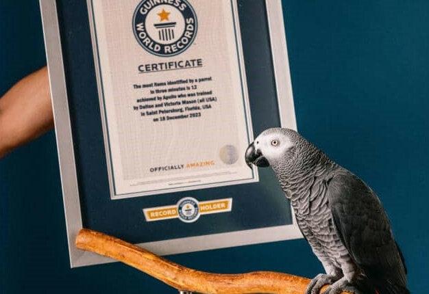 Xác định thành công 12 đồ vật trong vòng 3 phút, chú vẹt ở Mỹ lập kỷ lục Guinness