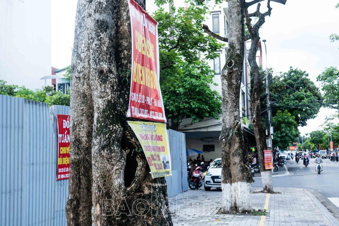 Đời cây xanh trong phố