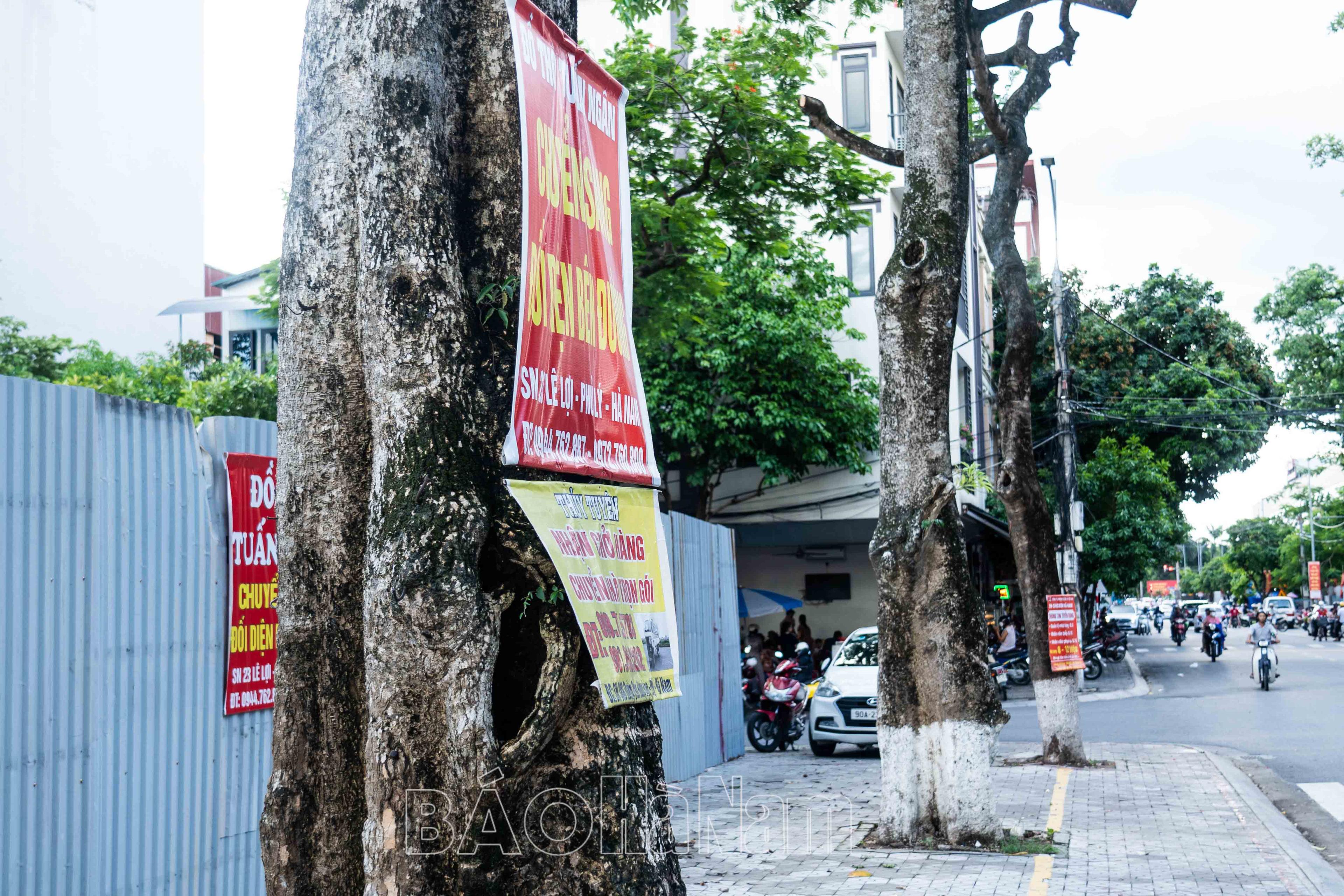 Đời cây xanh trong phố