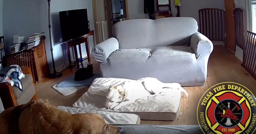 Chó cưng nghịch pin, báo hại chủ nhà bị cháy rụi nhiều tài sản