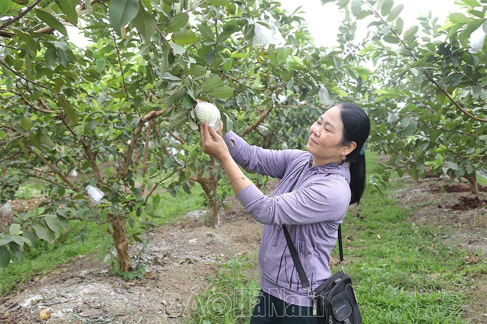 Lan tỏa giá trị của sản phẩm ổi OCOP