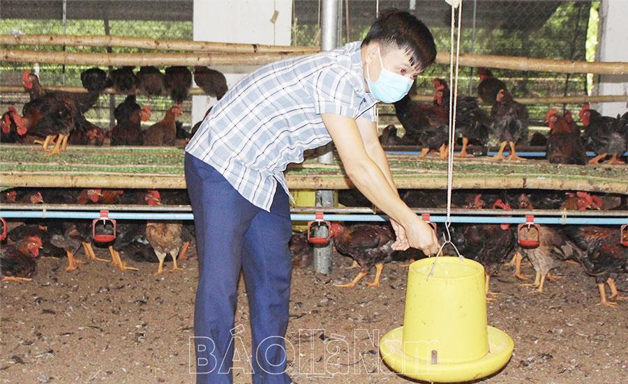 Giá thức ăn chăn nuôi tăng, nhiều hộ chăn nuôi ở Đồn Xá gặp khó khăn