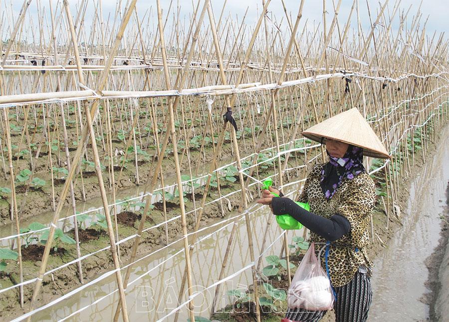 Hoàng Tây mở rộng diện tích trồng dưa chuột hàng hóa