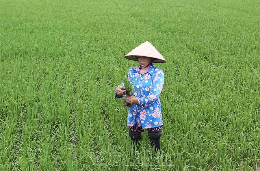 Bảo đảm sản xuất vụ đông sớm trong điều kiện thời tiết bất thuận