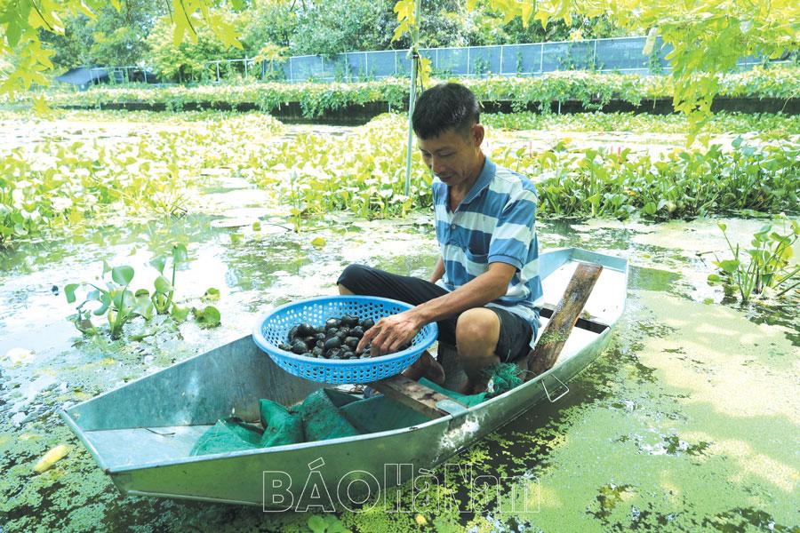 Phát triển nuôi thủy đặc sản