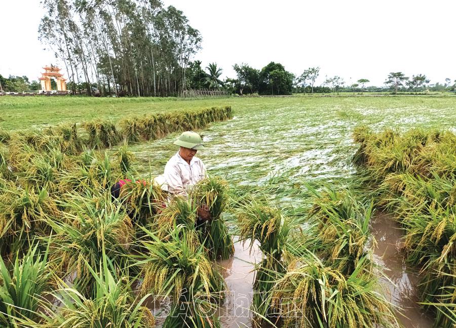 Mưa ơi đừng rơi nữa