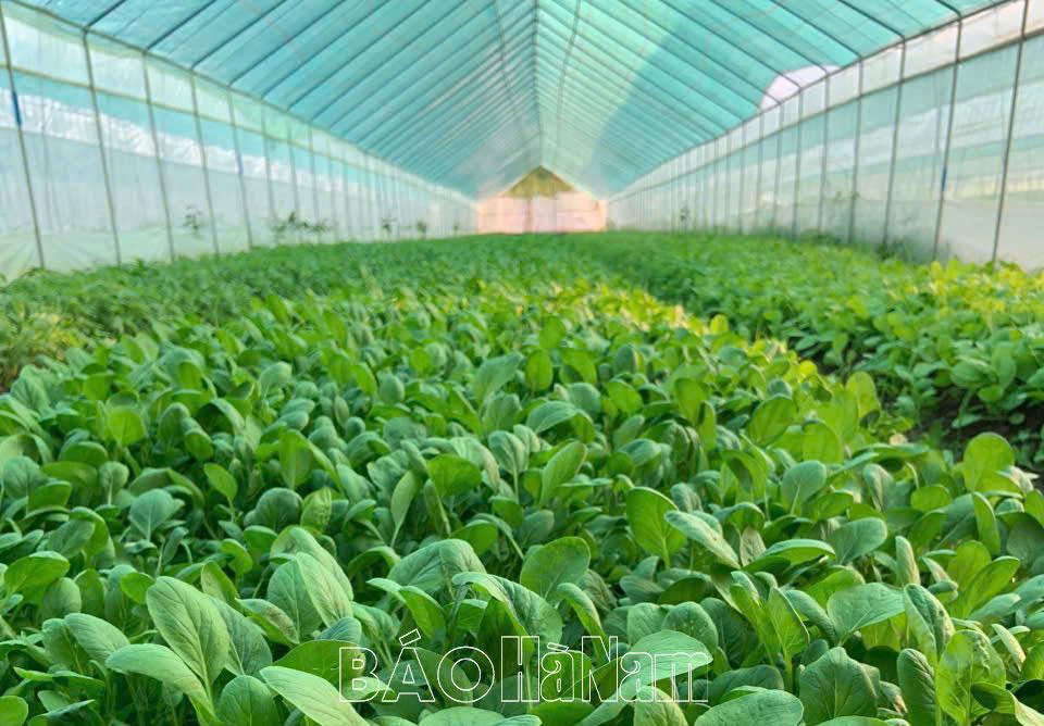 Trác Văn phát triển sản xuất nông sản an toàn