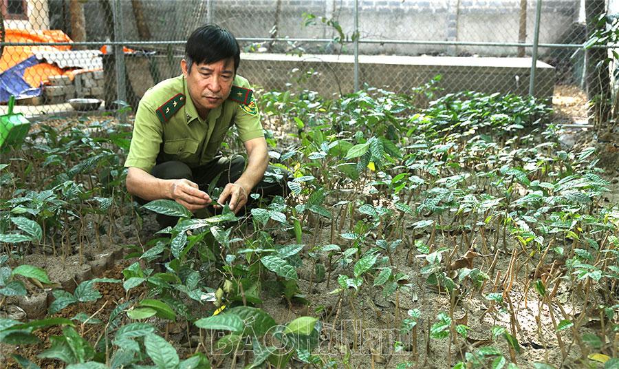 Tăng cường quản lý, bảo vệ và phát triển rừng