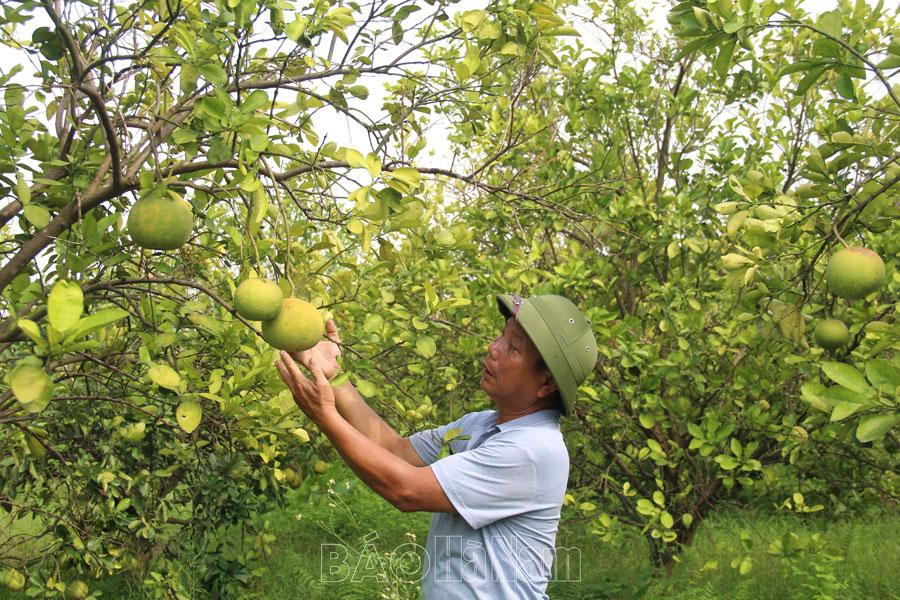 Chi bộ thôn Mã Não học tập và làm theo Bác trong lãnh đạo phát triển kinh tế - xã hội