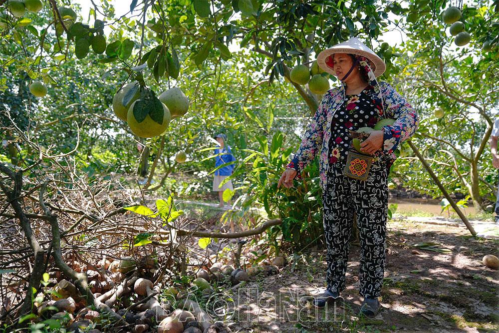 Người dân vùng bưởi Diễn Du Long “trắng tay” sau bão