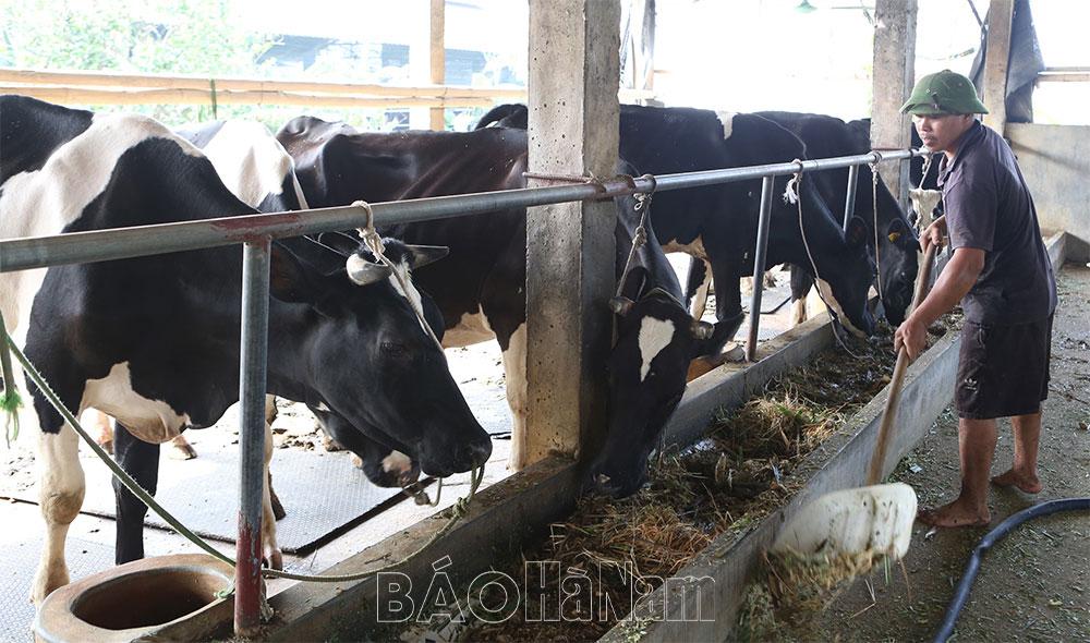 Khắc phục khó khăn trong chăn nuôi bò sữa