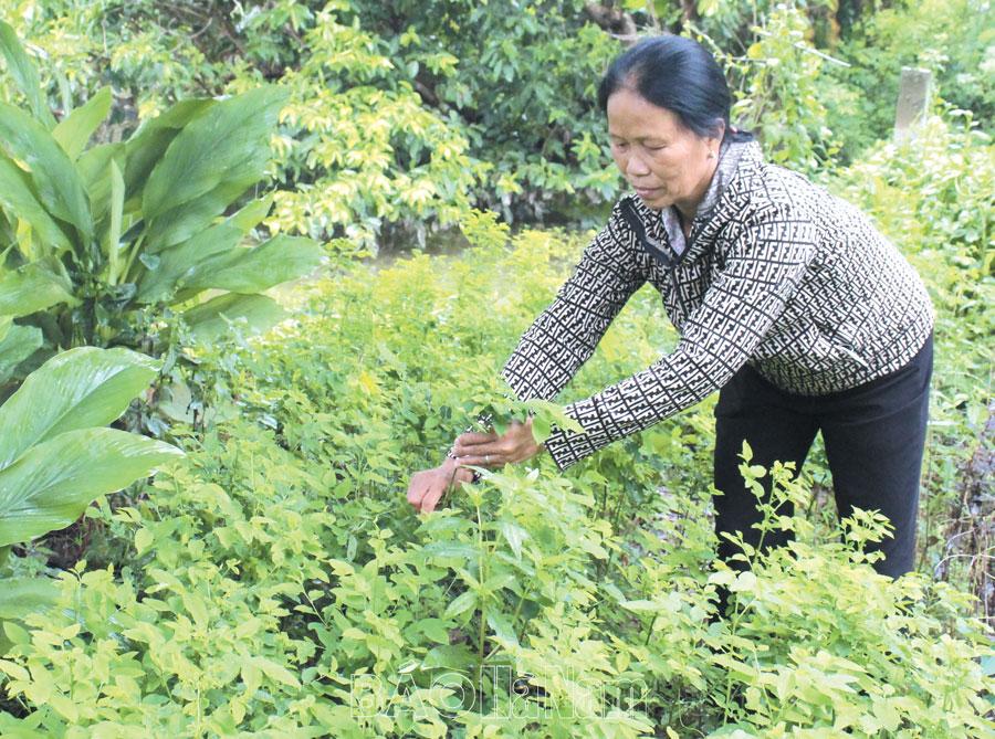 Mô hình trồng rau màu đem lại hiệu quả kinh tế cao ở Nhân Mỹ