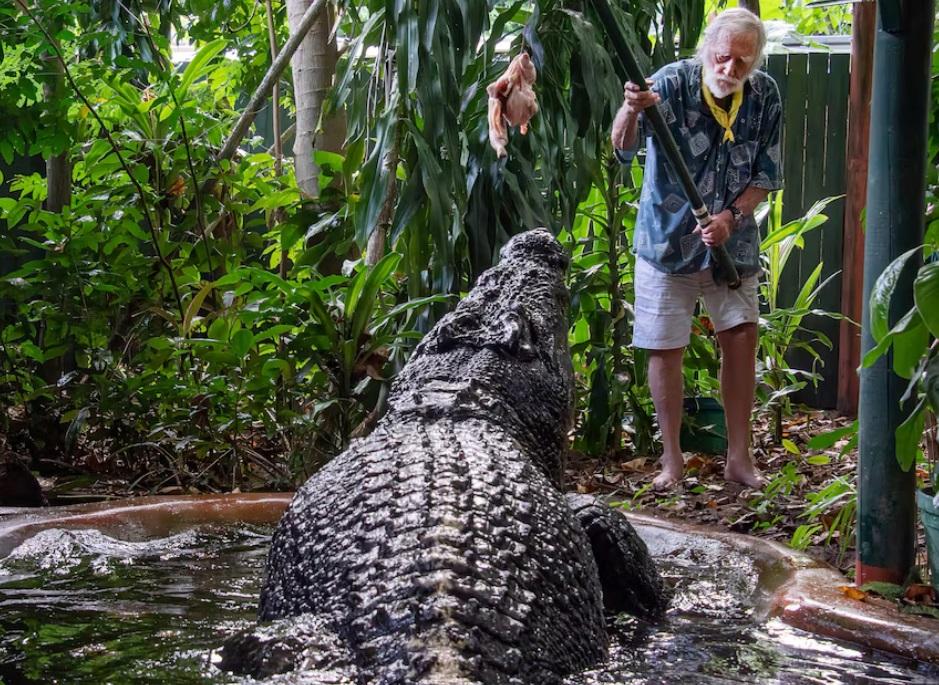 Con cá sấu nuôi nhốt lớn nhất thế giới qua đời