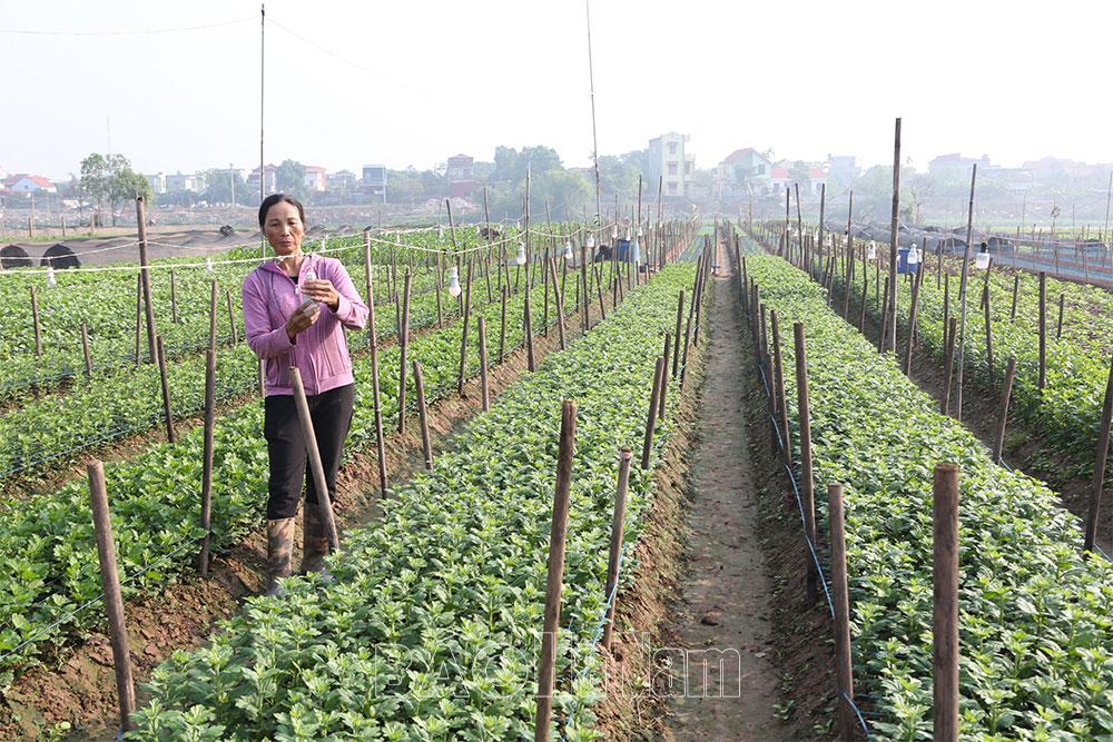 Phục hồi sản xuất vùng bãi ven sông Đáy sau lũ