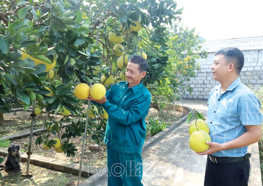 Hiệu quả mô hình cải tạo vườn tạp, xây dựng vườn kiểu mẫu ở Lý Nhân