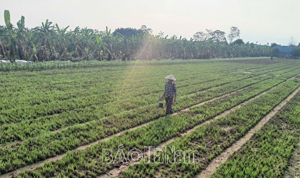 Phú Phúc dồn lực về đích nông thôn mới nâng cao