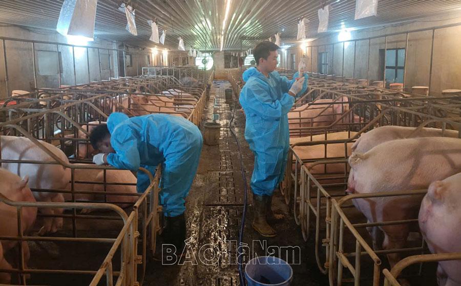 Tăng cường phòng, chống dịch tả lợn châu Phi