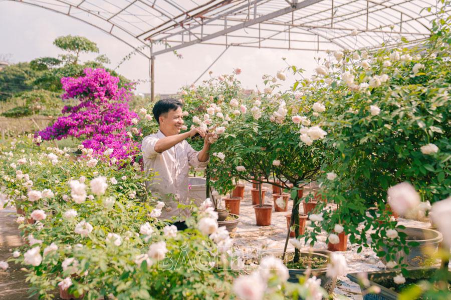 Nông dân Phù Vân chăm sóc hoa phục vụ Tết Ất Tỵ 2025