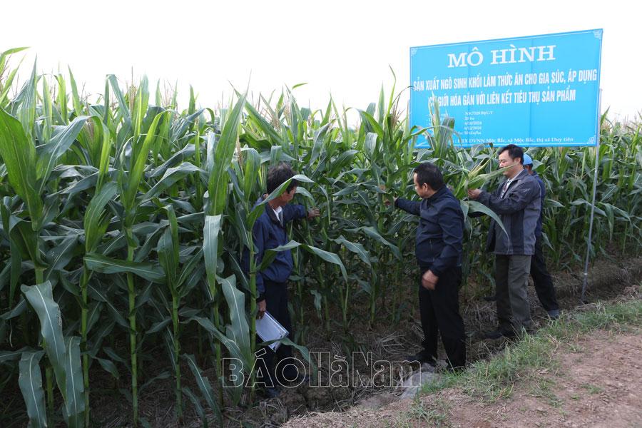 Đánh giá mô hình ngô sinh khối, áp dụng cơ giới hóa gắn với tiêu thụ sản phẩm