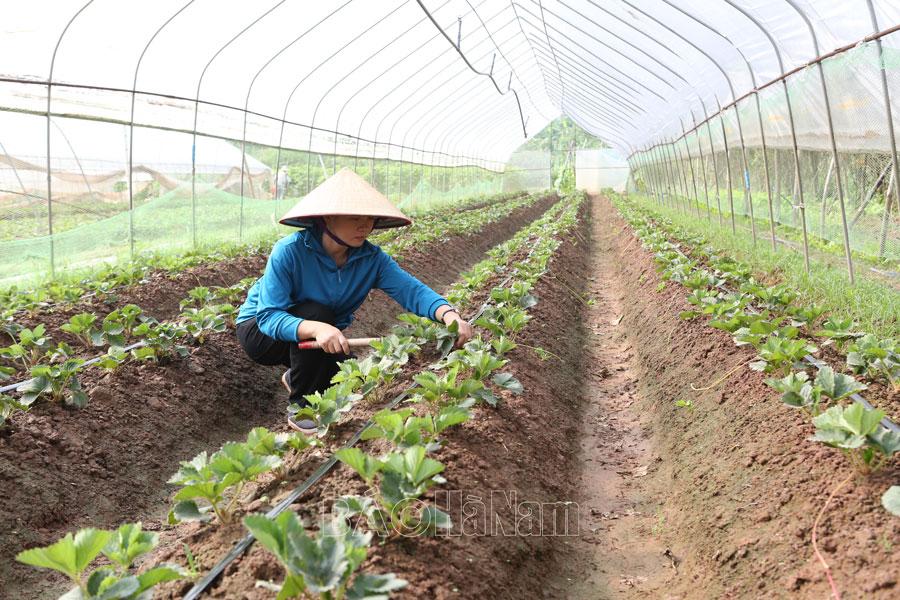 Phấn đấu hoàn thành các mục tiêu sản xuất nông nghiệp năm 2025