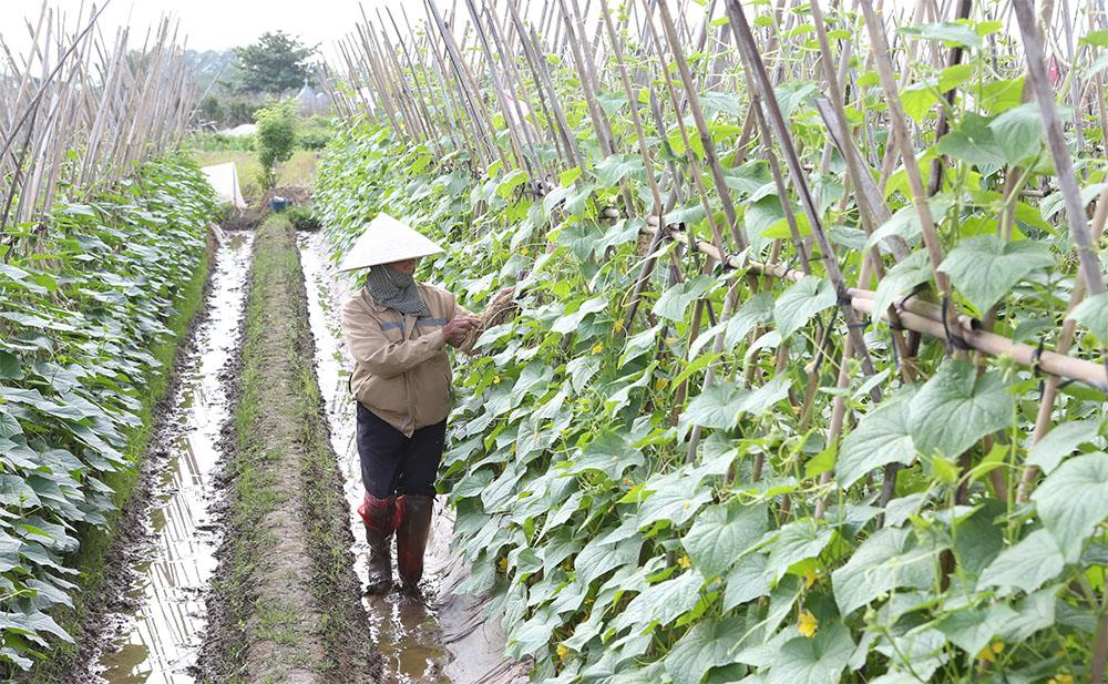 Sản xuất nông nghiệp hướng đến giảm phát thải khí nhà kính