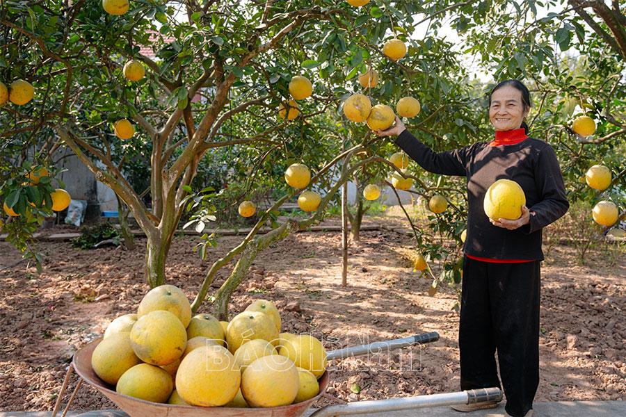 Vùng bưởi Lý Nhân vào vụ Tết