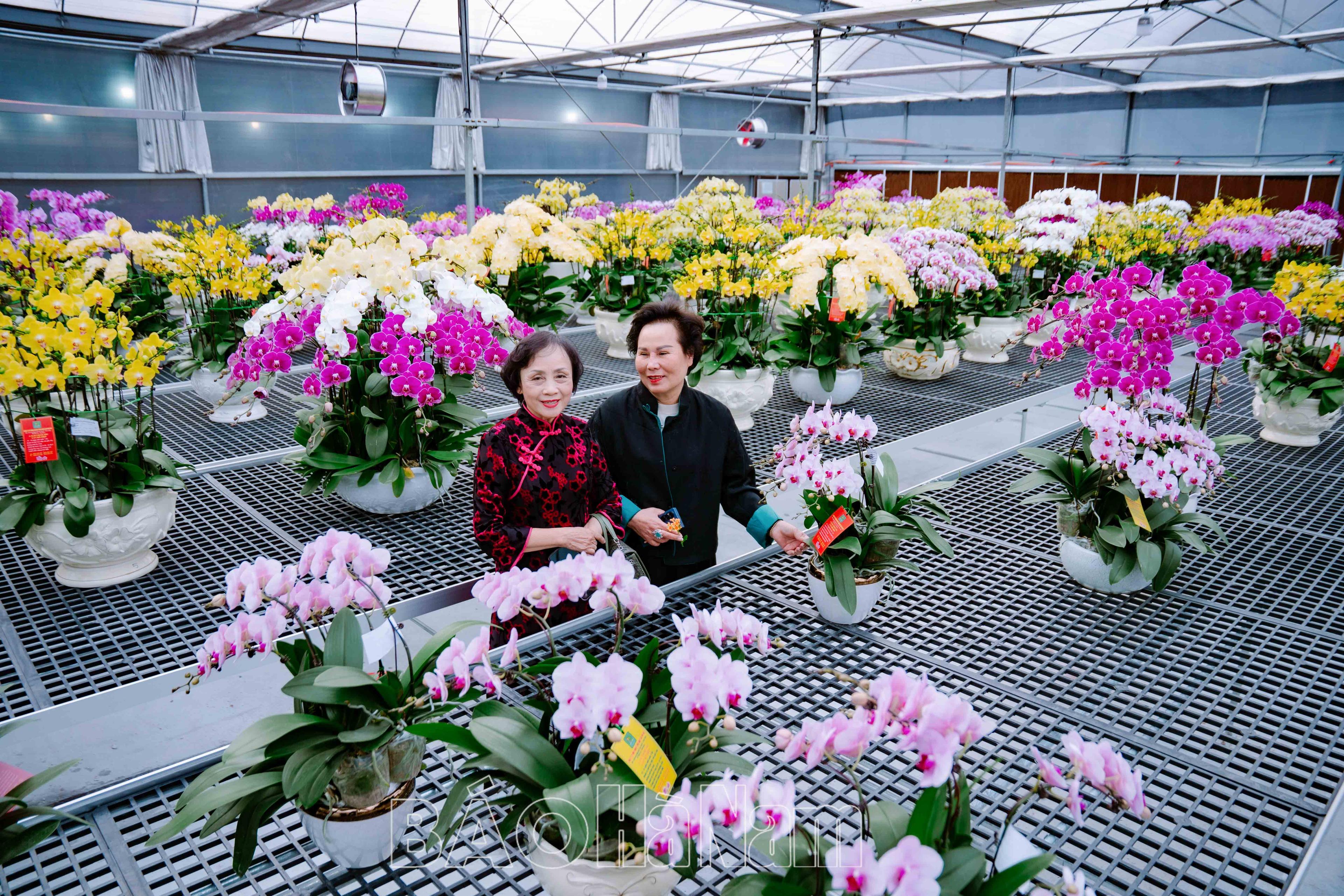 Rực rỡ vườn hoa lan hồ điệp công nghệ cao