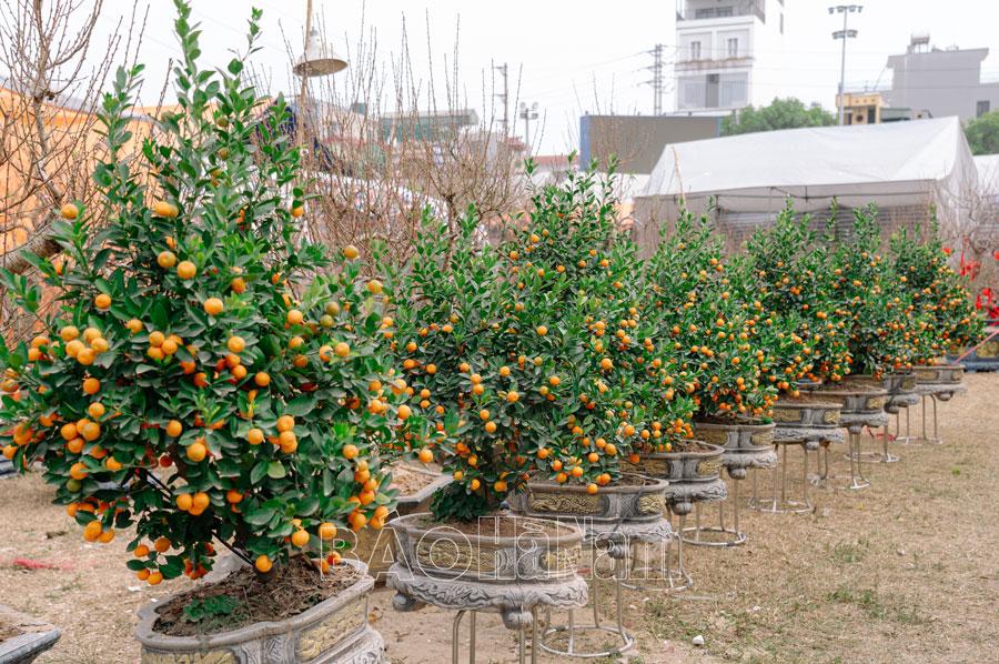 Đào, quất, bưởi ngập tràn đường phố, giá tăng không đáng kể