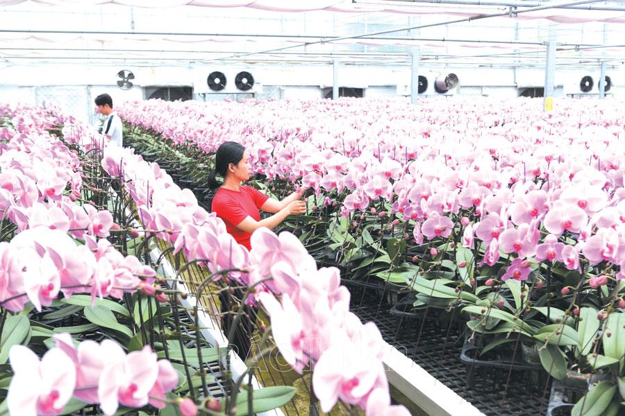 Hiệu quả từ mô hình trồng hoa công nghệ cao